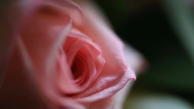 bouquet close-up