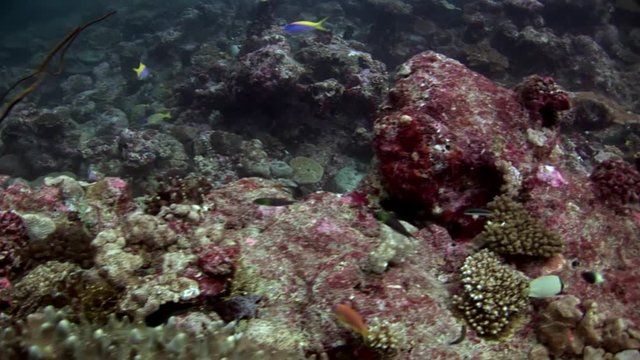 Seabed underwater in Maldives. Unique video footage. Abyssal relax diving. Natural aquarium of sea and ocean. Beautiful animals.