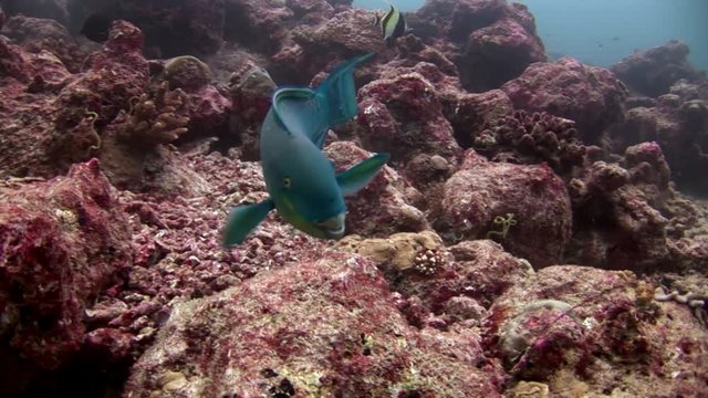 Parrot fish underwater eats coral on seabed in Maldives. Unique macro video closeup footage. Abyssal relax diving. Natural aquarium of sea and ocean.