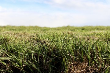 Obraz premium Green grass in detail