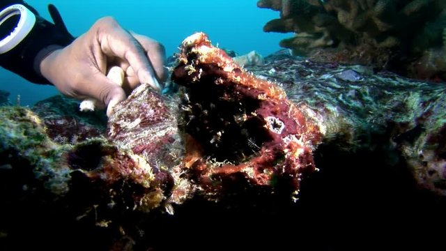 Hand od scuba diver touch of coral deep seabed underwater. World of colorful beautiful wildlife of reefs and algae. Relax and privacy. Abyssal diving.