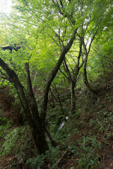 Obraz premium 緑の谷に走る白い川筋