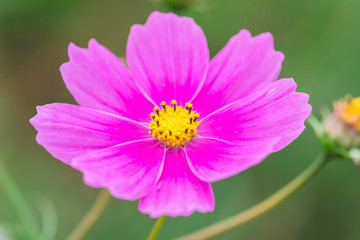 Obraz premium Beautiful Pink cosmos flower blooming in spring day by Macro lens .