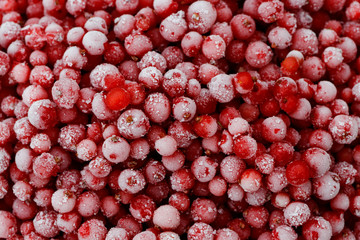 Background of frozen redcurrants from above.