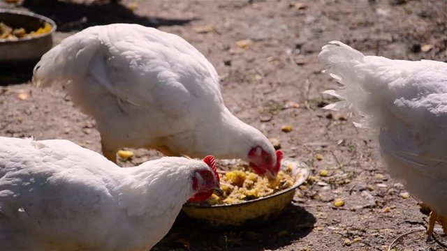 chicken broilers eat feed for growth on a farm in summer