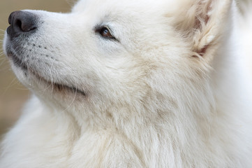 Obraz premium Samoyed dog close-up