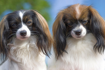 Papillon Dog close-up