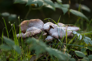 Pilze auf feuchtem Waldboden