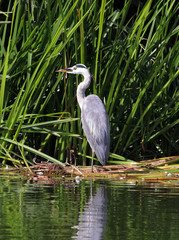Grey Heron on a Riverbank