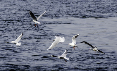 Seagull