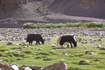 The domestic yaks (Bos grunniens) in Ladakh, India