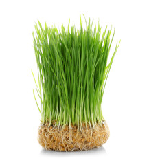 Wheat grass on white background