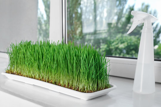 Tray with wheat grass on window sill
