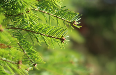 Pine tree