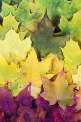 Red Green Orange Yellow Autumn Leaves Background.