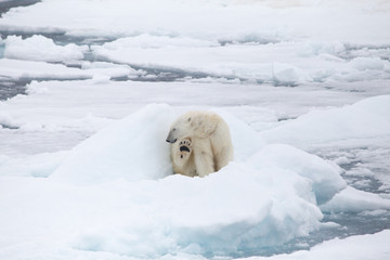 A polar bear sits on an ice boulder within the melting sea ice, showing its paw.