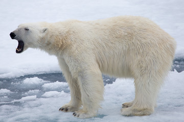 Obraz na płótnie Canvas A polar bear on ice. Full body, open mouth.