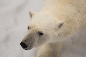 Polar bear on ice, from above