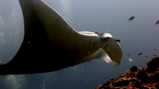 Giant Manta ray ramp fish on background of sun reflection underwater Maldives. Unique video footage. Abyssal relax diving. Natural aquarium of sea and ocean. Beautiful animals.