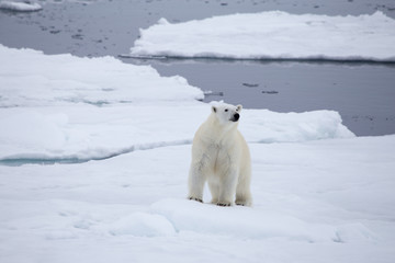Fototapeta na wymiar A polar bear navigates between the melting sea ice