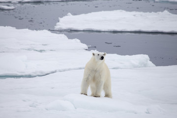 Fototapeta na wymiar A curious polar bear