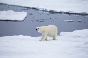Obraz na płótnie Canvas A polar bear on the edge of the melting sea ice