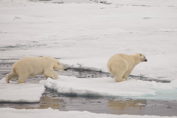 A polar bear chases another bear