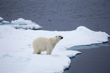 A polar bear looking into the distance.