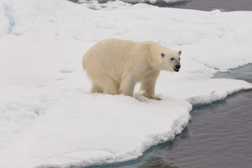 Fototapeta na wymiar A polar bear on the edge of the melting sea ice