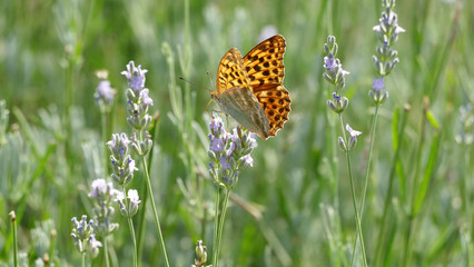 Butterfly and lavender
