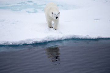 Obraz na płótnie Canvas A Polar bear on an iceflow.