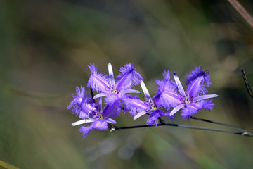 Purple Australian native Common Fringe lilies, Thysanotus tuberosus, blooming in heath in the Royal...