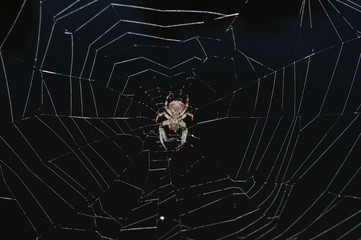 Spider in the middle of dark web 
