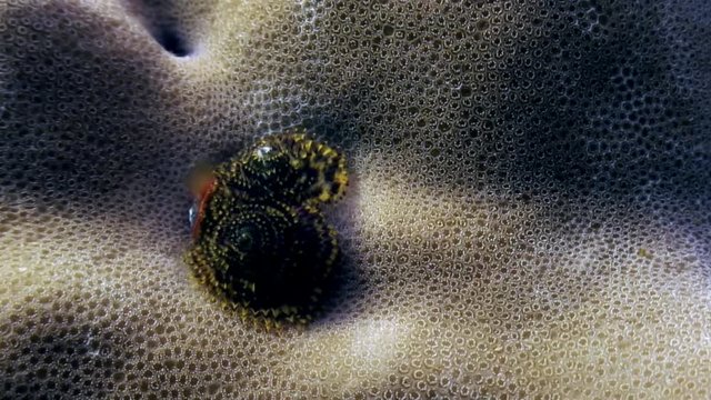 Sea worm on coral underwater amazing seabed in Maldives. Unique video footage. Abyssal relax diving. Natural aquarium of sea and ocean. Beautiful animals.