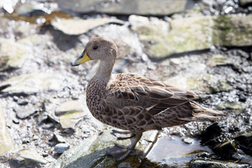 A South Georgia Pintale duck at Prion Island, South Georgia.