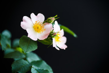 Bouquet of wild rose