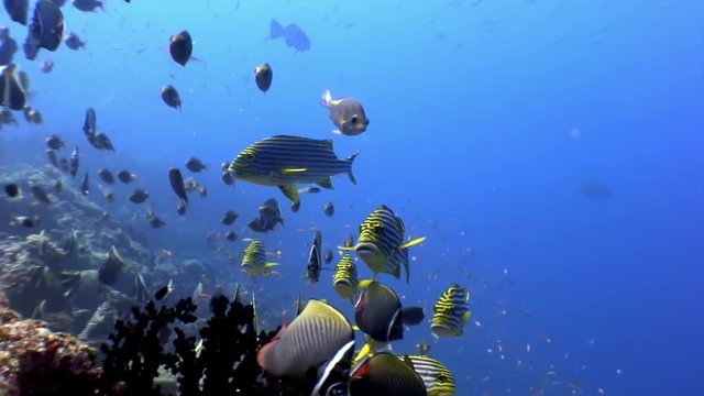 School of striped fish and lucian underwater on seabed in Maldives. Unique video footage. Abyssal relax diving. Natural aquarium of sea and ocean. Beautiful animals.