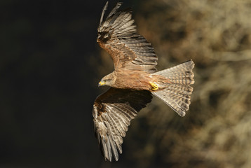 Black Kite - Milvus migrans