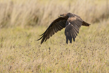 Black Kite - Milvus migrans
