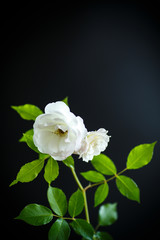Blooming beautiful white rose