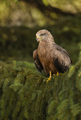 Black Kite - Milvus migrans