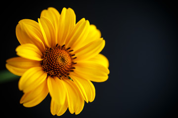 bouquet of yellow daisies