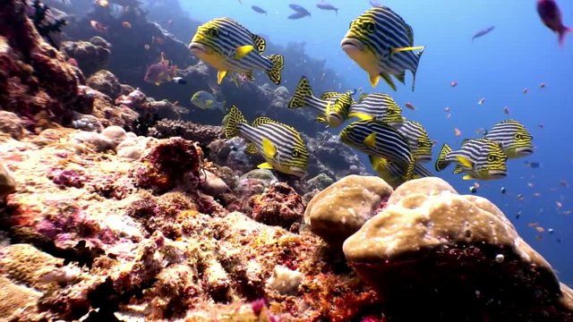 School of striped fish grumbler grouse underwater on seabed in Maldives. Unique video footage. Abyssal relax diving. Natural aquarium of sea and ocean. Beautiful animals.