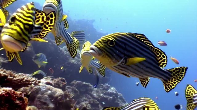 School of striped fish grumbler grouse underwater on seabed in Maldives. Unique video footage. Abyssal relax diving. Natural aquarium of sea and ocean. Beautiful animals.