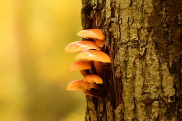 Желтые опята. Yellow honey agarics © 9053132352