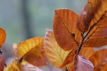 Buchenblätter in Herbstfärbung