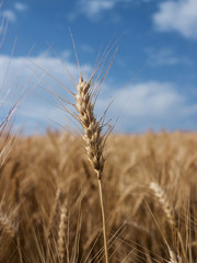 Wheat field