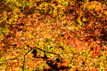 Colorful autumn leaves on trees are illuminated at night.