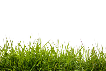 Fototapeta premium green grass on white background