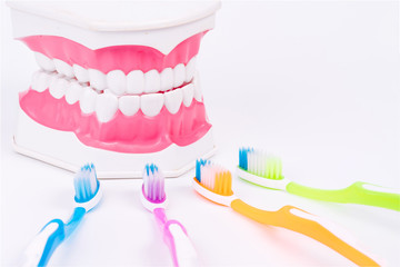 tooth model or dental model with colorful toothbrush